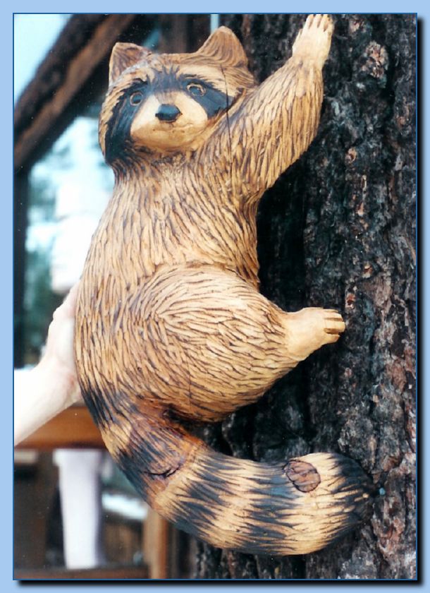 1-50 raccoon attached to tree-archive